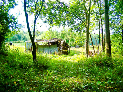 Une clairière au milieu de la forêt