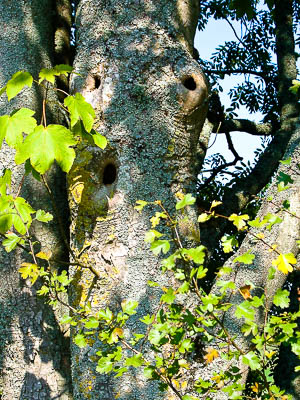 un arbre surprenant à Mont-de-Jeux
